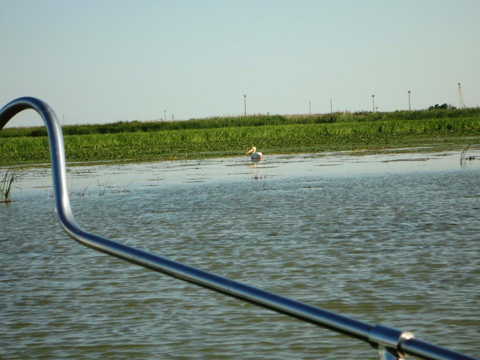 PLIMBARI IN DELTA  - 98867.jpg